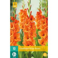 Gladioulus Peter Pears Flower Bulbs - Pack Of 10