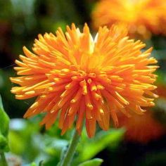 Suttons Seeds - Calendula - Porcupine