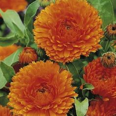 Suttons Seeds - Calendula - Orange King