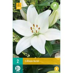 Lilium Kent Flower Bulb - Pack Of 2