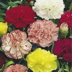 Suttons Seeds - Carnation - Chabaud Giant Mix