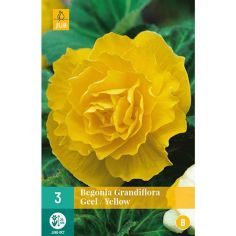 Begonia Grandiflora Yellow Flower Bulbs - Pack Of 3