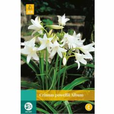 Crinum Powellii Album Flower Bulb - Pack Of 1