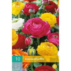 Rununculus Mix Flower Bulbs - Pack Of 10
