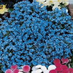 Suttons Seeds - Forget-Me-Not - Spring Symphony Blue