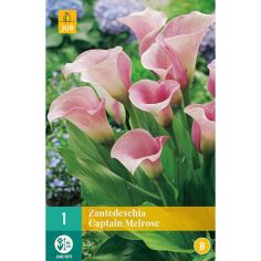 Zantedeschia Captain Melrose Flower Bulb - Pack Of 1