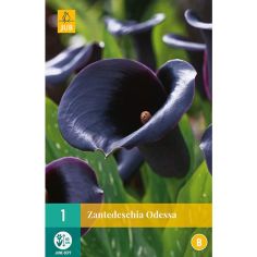 Zantedeschia Odessa Flower Bulb - Pack Of 1