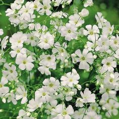 Suttons Seeds - Gypsophila Elegans - Covent Garden White