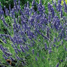 Suttons Seeds - Lavender - Provence Blue