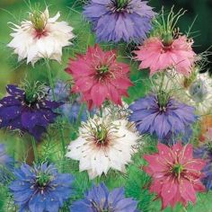 Suttons Seeds - Love In A Mist - Persian Jewels Mist