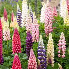 Suttons Seeds - Lupin - Russell Mix
