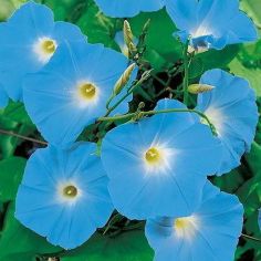 Suttons Seeds - Morning Glory - Heavenly Blue