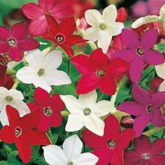 Suttons Seeds - Nicotiana - Evening Fragrance Mix