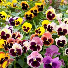 Suttons Seeds - Pansy - Giant Fancy Mix