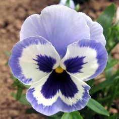 Suttons Seeds - Pansy - Adonis