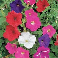 Suttons Seeds - Petunia - F2 Cheerful Mix