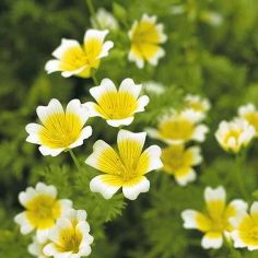 Suttons Limnanthes Douglasii Poached Egg Plant Seeds - Pack Of 100
