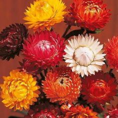 Suttons Seeds - Strawflower - Helichrysum - Forever Mix