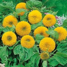 Suttons Seeds - Sunflower - Teddy Bear