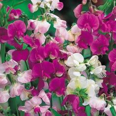 Suttons Seeds - Sweet Pea - Everlasting Mix