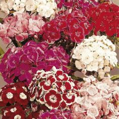 Suttons Seeds - Sweet William - Perfume Mix