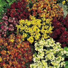 Suttons Seeds - Wallflower - Persian Carpet Mix