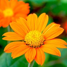 Suttons Orange Mexican Sunflower Tithonia Seeds - Pack Of 85