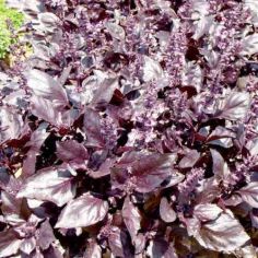 Suttons Herb Round Midnight Basil Seeds - Pack Of 250