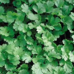 Suttons Lemon Coriander Herb Seeds - Pack Of 200.