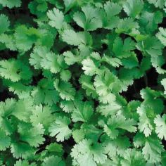 Suttons Lemon Coriander Herb Seeds - Pack Of 200