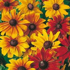 Suttons Rustic Dwarf Mix Rudbeckia Flower Seeds - Pack Of 45