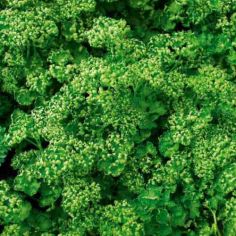 Suttons Paravert Parsley Seeds - Pack Of 500