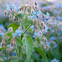 Suttons Pollinator Borage Herb Seeds