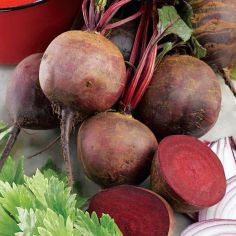 Suttons Seeds - Beetroot - Boltardy