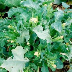 Suttons Seeds - Broccoli - White Star