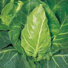 Suttons Seeds - Cabbage - Greyhound