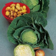 Suttons Seeds - Cabbage - Golden Acre