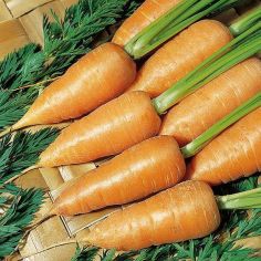 Suttons Seeds - Carrot - Chantenay Red Cored 2 