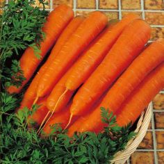 Suttons F1 Resistafly Carrot Seeds