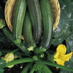 Suttons Seeds - Courgette (Marrow) - F1 Green Bush