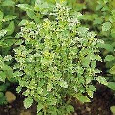 Suttons Seeds - Basil Bush