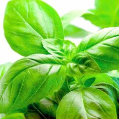 Suttons Seeds - Sweet Basil