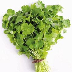 Suttons Seeds - Coriander