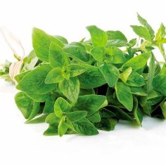 Suttons Seeds - Oregano