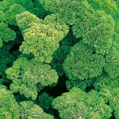 Suttons Seeds - Parsley