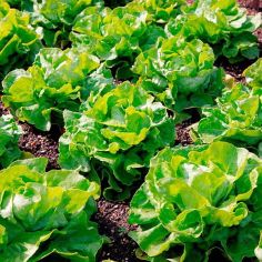 Suttons Seeds - Lettuce - Unrivalled