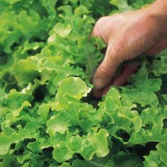 Suttons Seeds - Lettuce - Salad Bowl