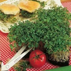 Suttons Seeds - Mustard - Sprouting White