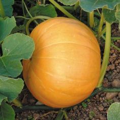 Suttons Seeds - Pumpkin - Hundredweight