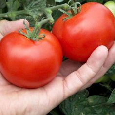 Suttons Seeds - Tomato - Alicante